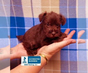Schnauzer (Miniature) Puppy for sale in WINNSBORO, LA, USA