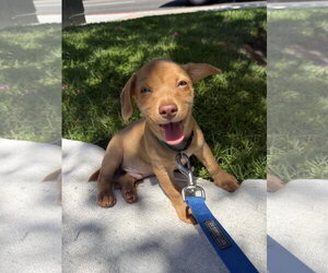 Linden - Male Mutt Dog for Adoption - Photo #2
