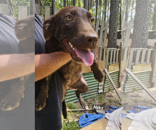 Medium Photo #2 Labrador Retriever-Unknown Mix Puppy For Sale in Corinth, MS, USA