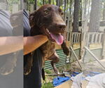 Small #1 Labrador Retriever Mix