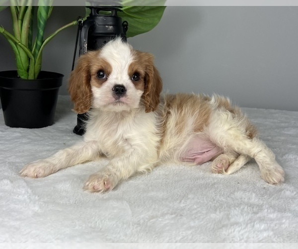 Medium Photo #7 Cavalier King Charles Spaniel Puppy For Sale in FRANKLIN, IN, USA