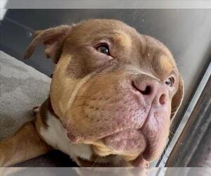 Mutt Dogs for adoption in San Bernardino, CA, USA