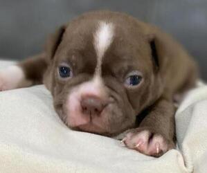 Boston Terrier Puppy for sale in HICKORY, NC, USA