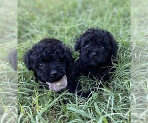Poodle (Toy) Puppy for sale in NAPLES, FL, USA