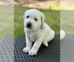 Small Photo #7 Labrador Retriever Puppy For Sale in GREER, SC, USA