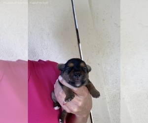 Yorkshire Terrier Puppy for sale in SIERRA VISTA, AZ, USA