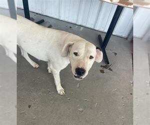 Dogo Argentino Dogs for adoption in Bakersfield, CA, USA