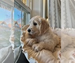 Small #1 Goldendoodle