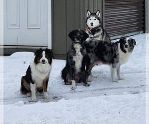 Mother of the Aussiedoodle puppies born on 09/14/2025