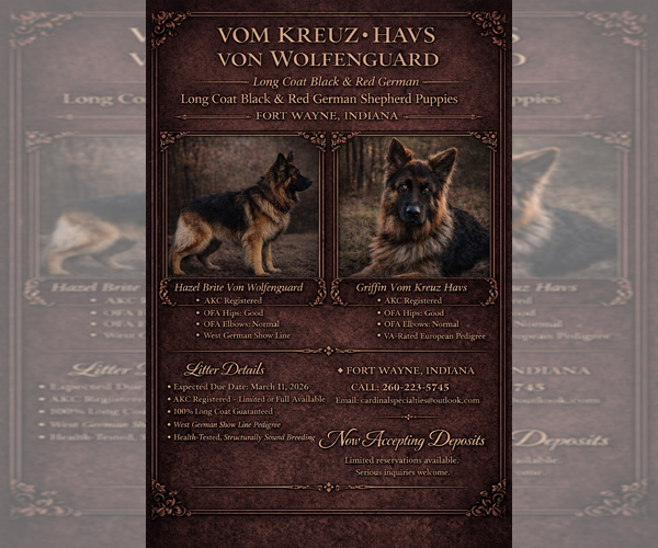 Medium Photo #1 German Shepherd Dog Puppy For Sale in DECATUR, IN, USA