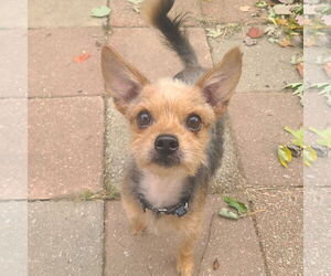 Chihuahua-Unknown Mix Dogs for adoption in FAIRLAWN, OH, USA