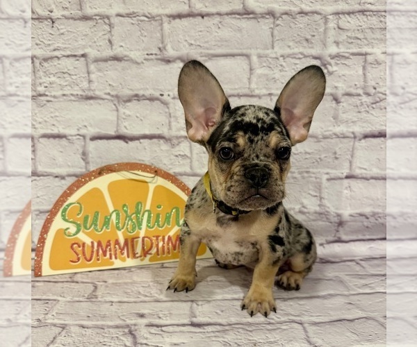 Medium Photo #1 French Bulldog Puppy For Sale in ELKHORN, WI, USA