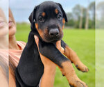 Small Photo #40 Doberman Pinscher Puppy For Sale in FORT LAUDERDALE, FL, USA