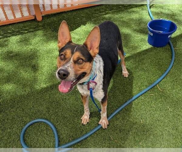 Medium Photo #1 Mutt Puppy For Sale in Las Vegas, NV, USA