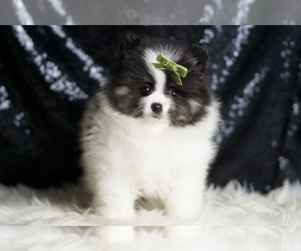Medium Photo #5 Pomeranian Puppy For Sale in WARSAW, IN, USA