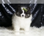 Small #4 Pomeranian