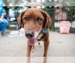 Small #1 Labrador Retriever Mix
