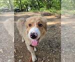 Small #3 Great Pyrenees