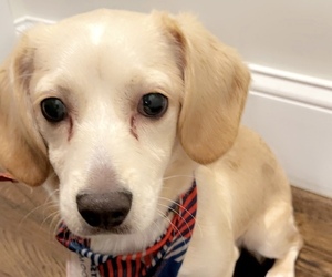 Labrador Retriever-Shih Tzu Mix Dog for Adoption in BOSTON, Massachusetts USA