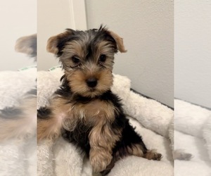 Yorkshire Terrier Puppy for sale in TAOS, NM, USA