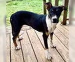 Small Australian Kelpie Mix