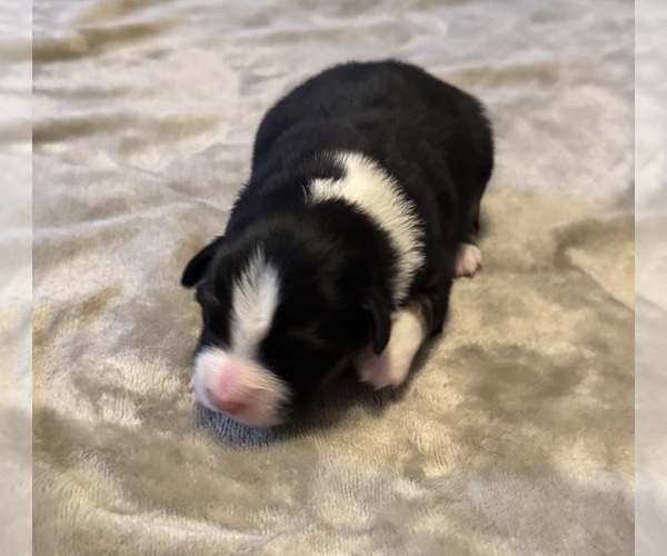 Medium Photo #98 Australian Shepherd Puppy For Sale in SALISBURY, NC, USA