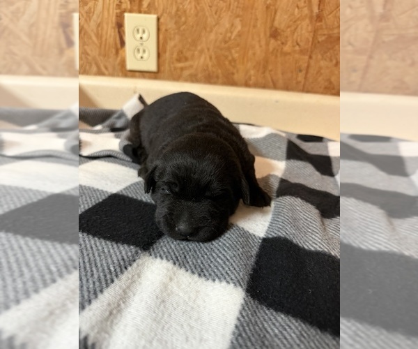 Medium Photo #2 Labrador Retriever Puppy For Sale in SABETHA, KS, USA