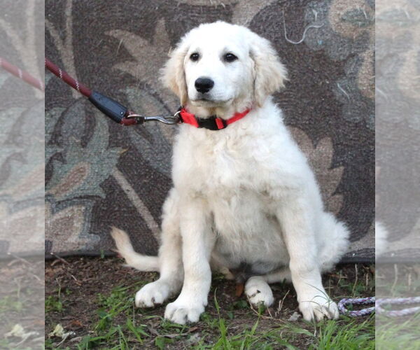 Medium Photo #7 Golden Retriever-Kuvasz Mix Puppy For Sale in Holly Hill, SC, USA