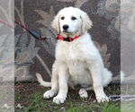Small Photo #7 Golden Retriever-Kuvasz Mix Puppy For Sale in Holly Hill, SC, USA