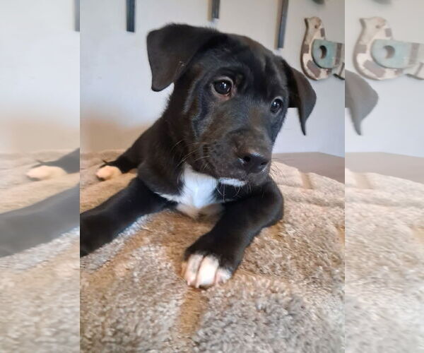 Medium Photo #1 Shepradors Puppy For Sale in Princeton, MN, USA