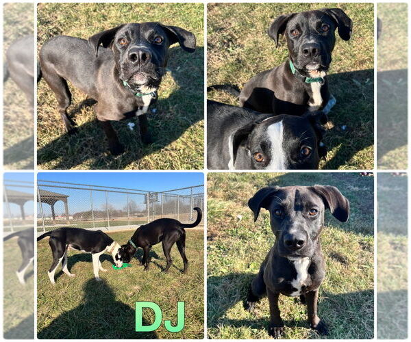 Medium Photo #1 Labrador Retriever-Unknown Mix Puppy For Sale in Pierceton , IN, USA