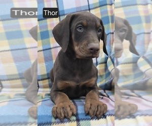 Doberman Pinscher Puppy for Sale in POMEROY, Ohio USA