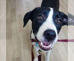 Small #11 Border Collie Mix