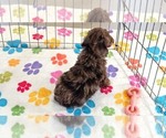 Small #5 Cockapoo (Toy)-Poodle (Toy) Mix