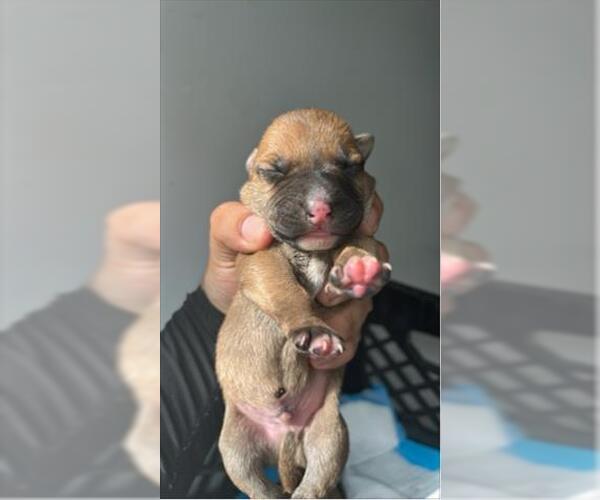 Medium Photo #1 Shepradors Puppy For Sale in Houston, TX, USA