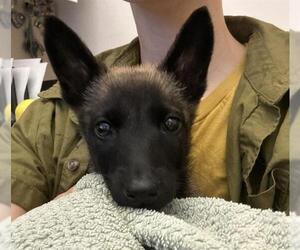 Mutt Dogs for adoption in Martinez, CA, USA
