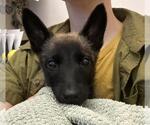 Small Mutt