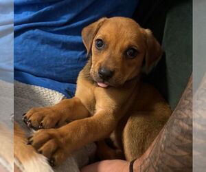 Labbe Dogs for adoption in Chester, VA, USA