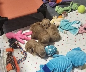 Poodle (Toy) Litter for sale in DENVER, CO, USA