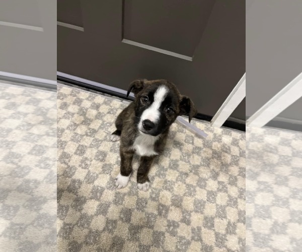 Medium Photo #1 Boxador Puppy For Sale in SHERBURNE, NY, USA