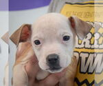 Small #1 American Staffordshire Terrier-Boxer Mix