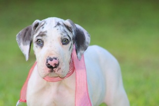 Great Dane Puppy for sale in BRENT, AL, USA
