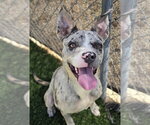 Small #3 American Pit Bull Terrier Mix