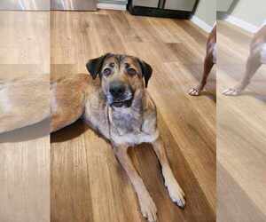 Cleo - Female Mutt Dog for Adoption - Photo #2