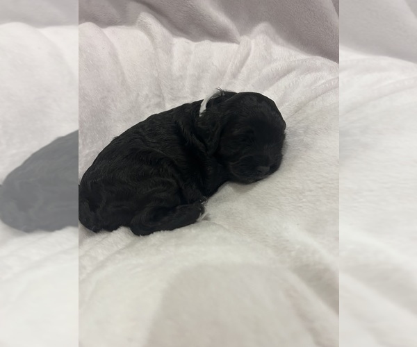 Medium Photo #4 Cockapoo (Miniature) Puppy For Sale in BLUE MOUNTAIN, MS, USA