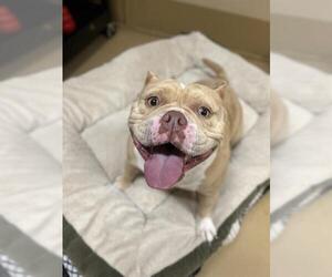 Bulldog Dogs for adoption in Chula Vista, CA, USA