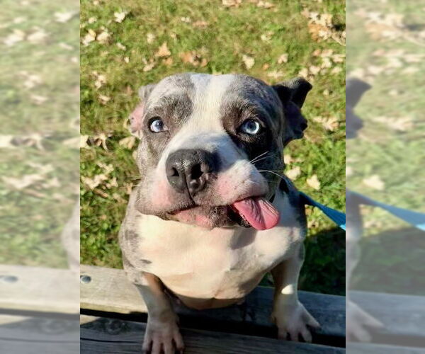 Medium Photo #5 American Pit Bull Terrier-Staffordshire Bull Terrier Mix Puppy For Sale in Princeton, MN, USA