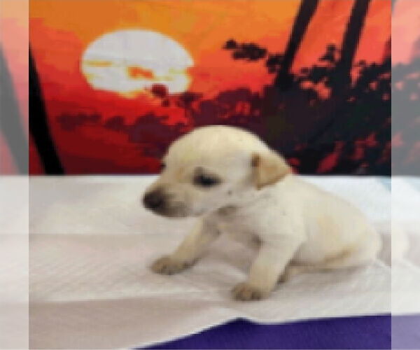 Medium Photo #3 Labrador Retriever-Unknown Mix Puppy For Sale in Lakewood, CO, USA