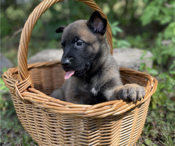 Medium Photo #8 Belgian Malinois Puppy For Sale in S CHARLESTON, WV, USA