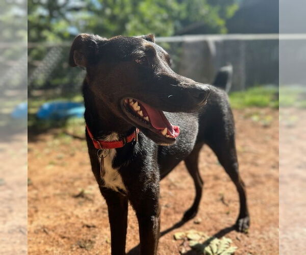 Medium Photo #8 Labrador Retriever-Unknown Mix Puppy For Sale in Forest, VA, USA